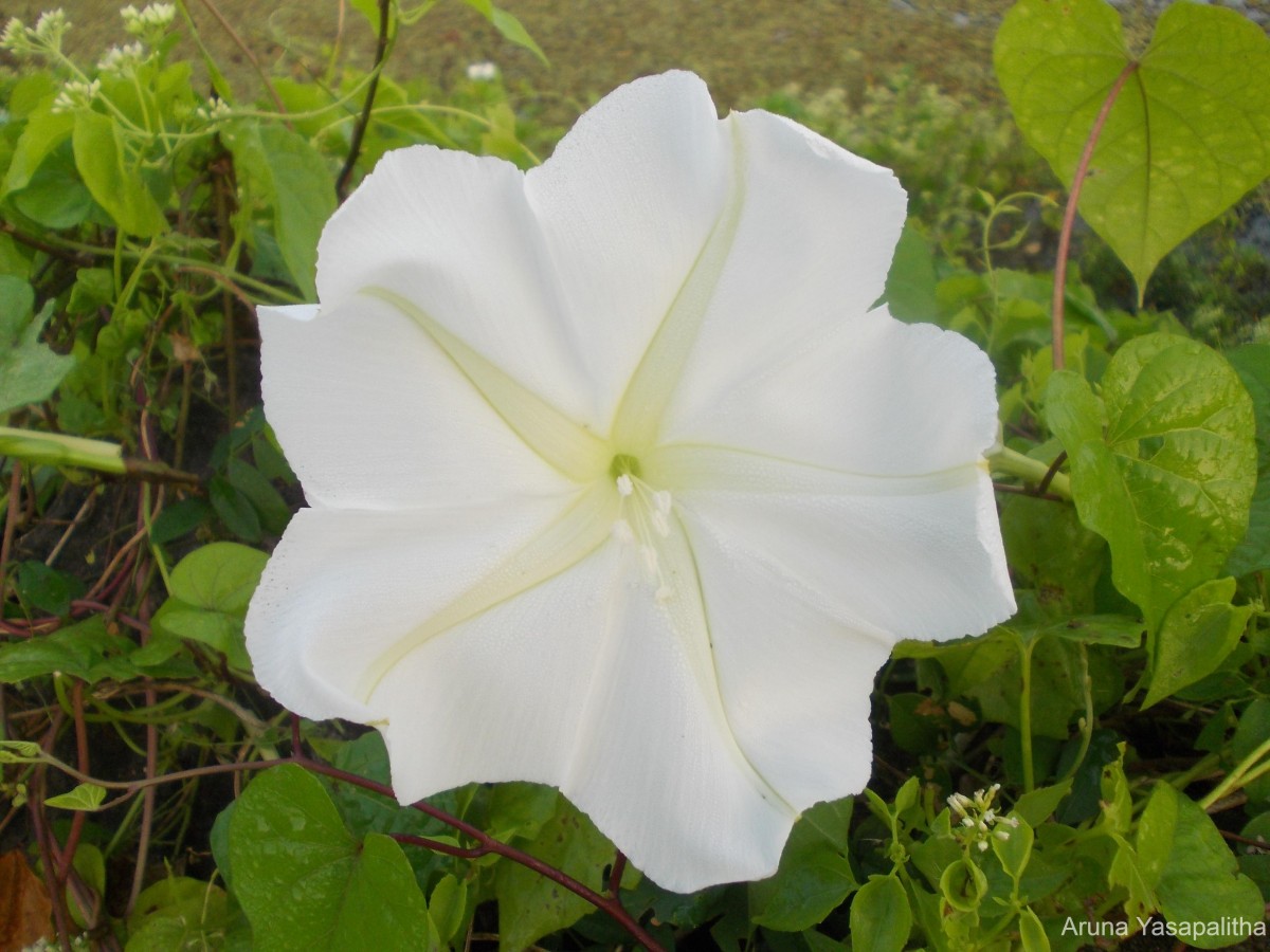 Ipomoea alba L.